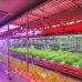 60 cm - LED GROW trubica pre rast rastlín, 10W, plné spektrum slabo-ružová